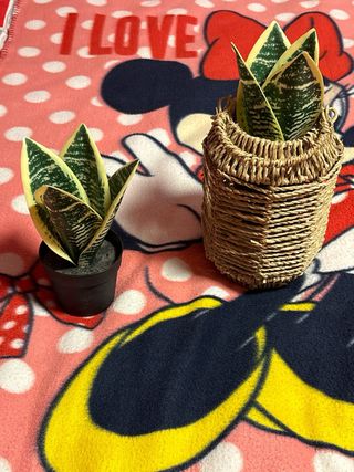 Piante finte set 2 vasi