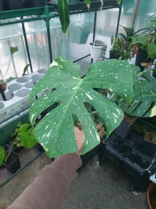 Corte Monstera Thai Constellation