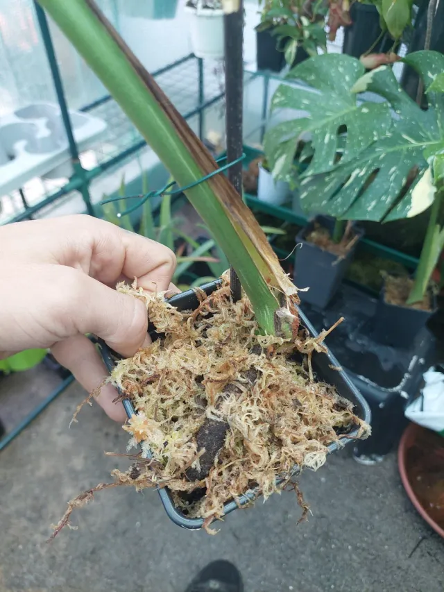 Corte Monstera Thai Constellation