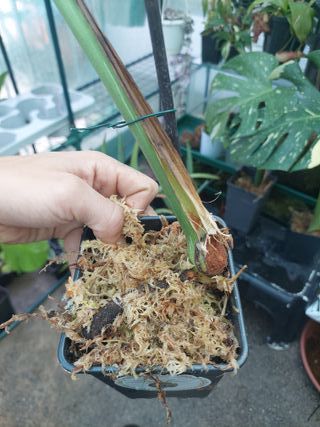 Corte Monstera Thai Constellation