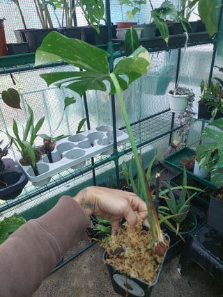 Corte Monstera Thai Constellation