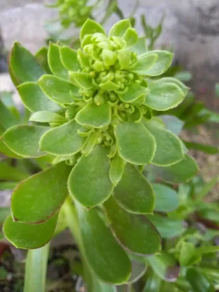 Pianta Aeonium
