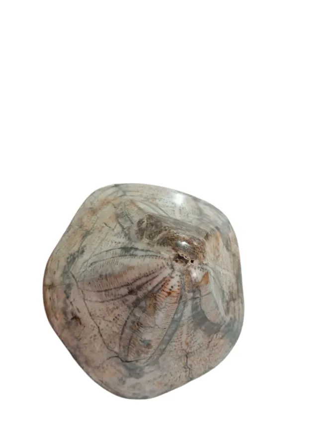 Erizo de mar fósil Clypeaster