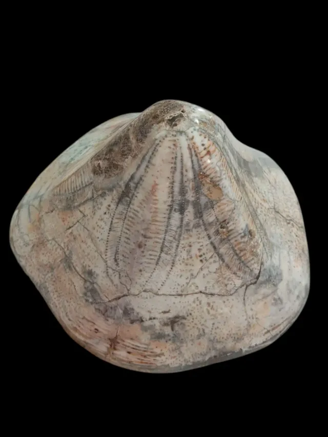 Erizo de mar fósil Clypeaster