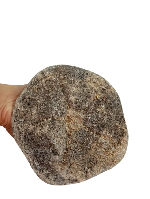 Erizo de mar fósil Clypeaster