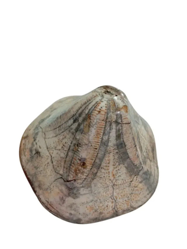 Erizo de mar fósil Clypeaster