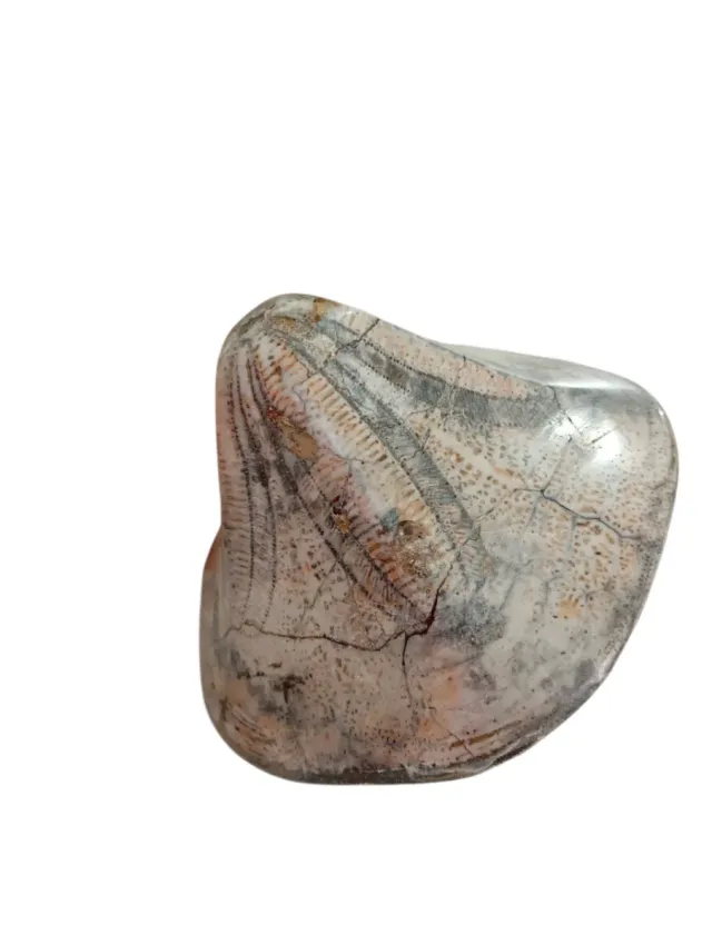 Erizo de mar fósil Clypeaster