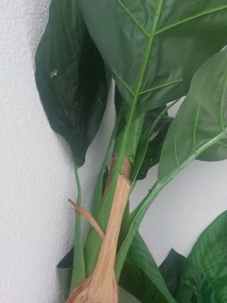 Planta Banano Elvis