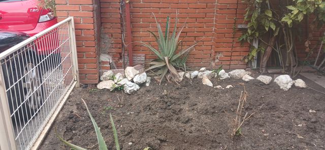 Planta Aloe Vera
