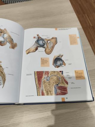Atlas de Anatomía