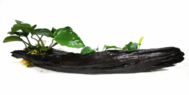 Raíz para acuarios con Anubias plantas acuáticas