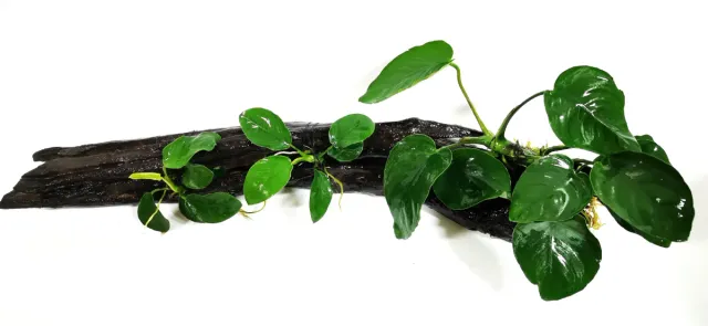 Raíz para acuarios con Anubias plantas acuáticas
