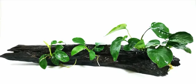 Raíz para acuarios con Anubias plantas acuáticas