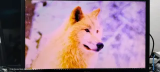 Monitor LG LED 23 pulgadas