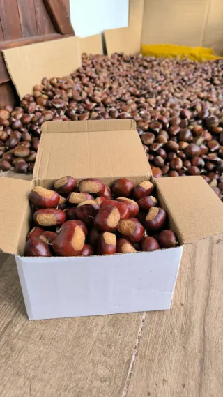 Scatola di cartone Alejandro