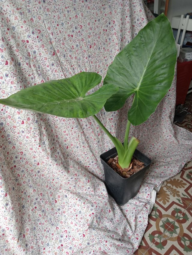 Alocasia grande Marquesa