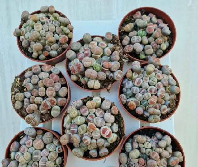 Plantas Lithops Vivas - Cactos Suculentas