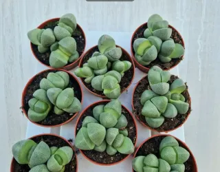 Plantas suculentas Lithops