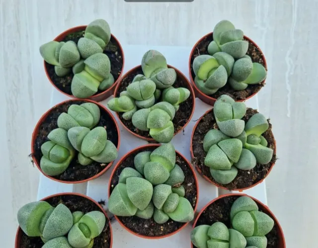 Plantas suculentas Lithops