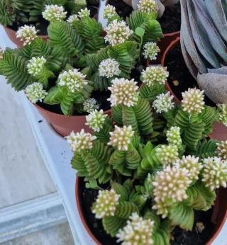Planta suculenta com flores