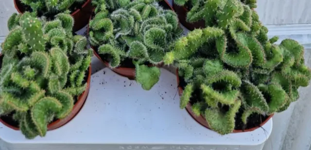 Cacto Opuntia Cristata em vaso