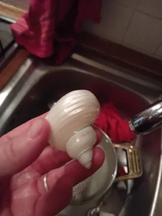 Conchiglia madreperla naturale