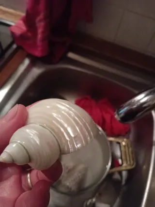 Conchiglia madreperla naturale