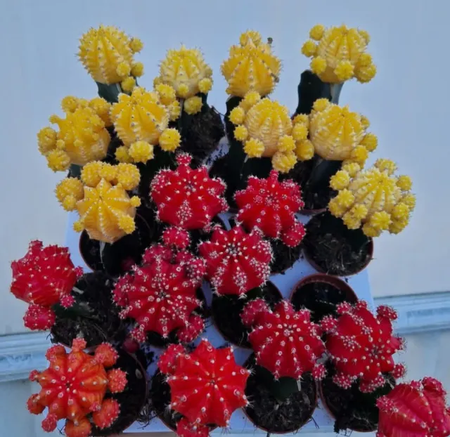 Plantas Cacto Coloridas