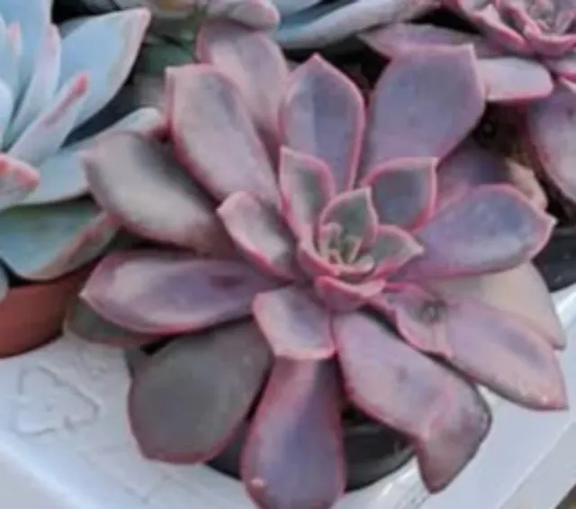 Planta suculenta roxa