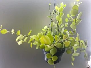 Xerosicyos danguyi planta colgante