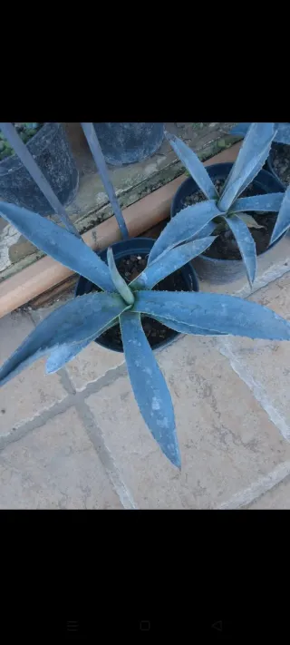 Piante grasse in vaso