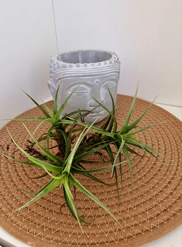 Tillandsia