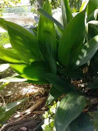 Foglie di aspidistria 15 foglie con radici 5 euro