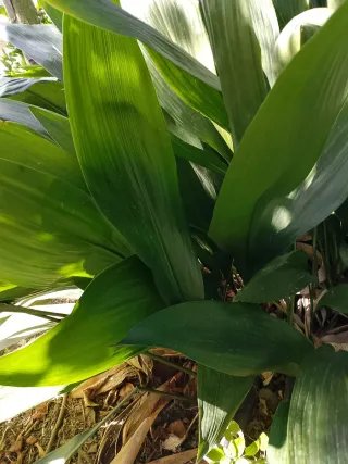 Foglie di aspidistria 15 foglie con radici 5 euro