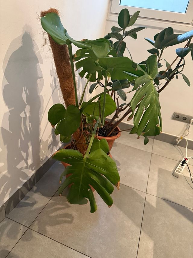 Planta Monstera