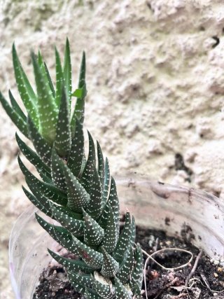 Planta cactus con flores
