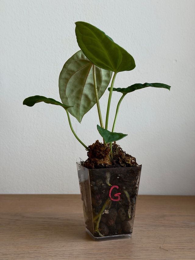 Anthurium Crystallinum Dark x ((CarlaxBVEP)xDP) G