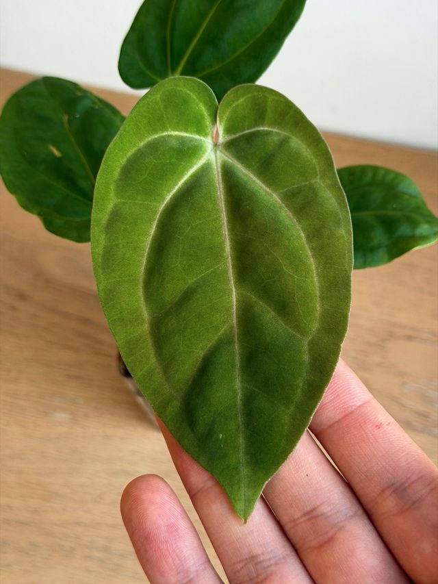 Anthurium Crystallinum Dark x ((CarlaxBVEP)xDP) G