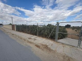 Solar en venta en Almensilla