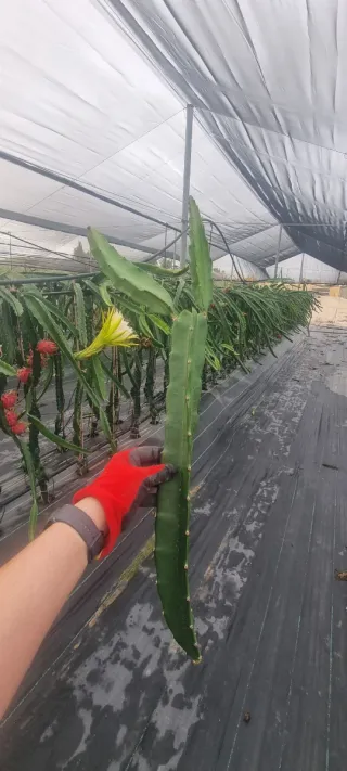 Pitahaya Rosa variedad Mixuanlong. Muy buena.