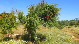 Casa rural en venta en Lepe ciudad en Lepe