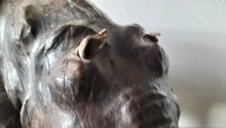 Rinoceronte cuero Liberty of London