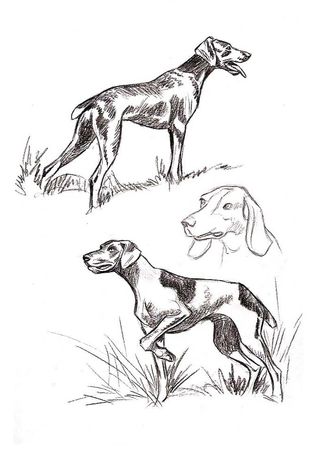 Lecciones de Dibujo Artistico: Animales 1