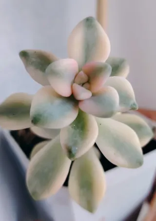 Graptoveria Titubans variegata 12cm altezza