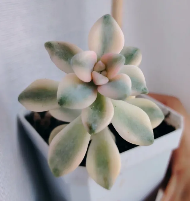Graptoveria Titubans variegata 12cm altezza