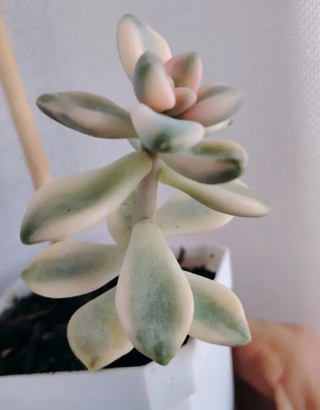 Graptoveria Titubans variegata 12cm altezza