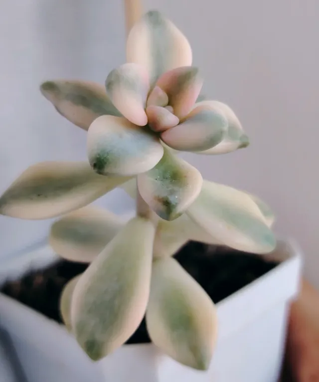 Graptoveria Titubans variegata 12cm altezza