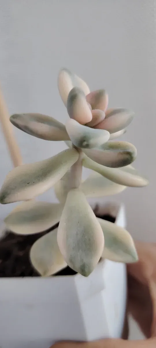 Graptoveria Titubans variegata 12cm altezza