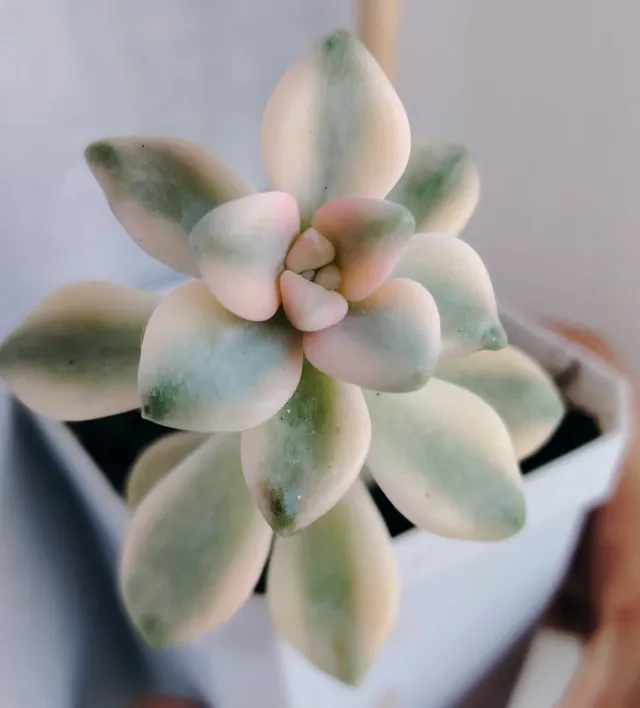 Graptoveria Titubans variegata 12cm altezza