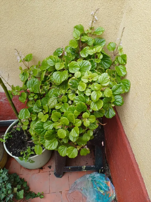 Planta de dinero en maceta